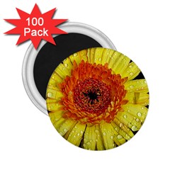 Yellow Flower Close Up 2 25  Magnets (100 Pack)  by MichaelMoriartyPhotography