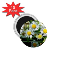 White Summer Flowers Oil Painting Art 1 75  Magnets (10 Pack)  by picsaspassion