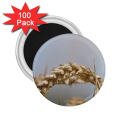 Cornfield 2 25  Magnets (100 Pack)  by picsaspassion