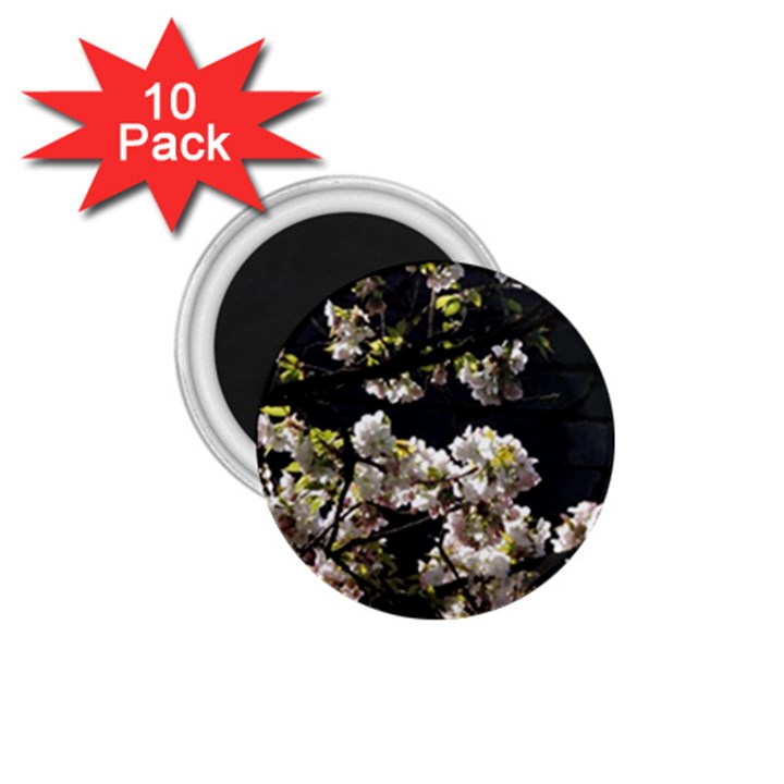 Japanese cherry flower 1.75  Magnets (10 pack) 