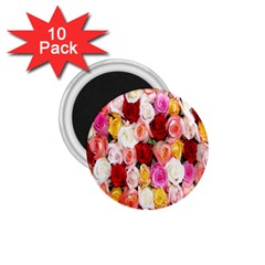 Rose Color Beautiful Flowers 1 75  Magnets (10 Pack)  by Amaryn4rt