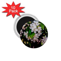 Tree Blossoms 1 75  Magnets (10 Pack)  by dawnsiegler