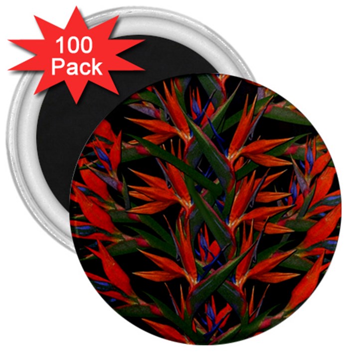 Bird Of Paradise 3  Magnets (100 pack)