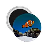 CLOWNFISH 1 2.25  Magnets Front