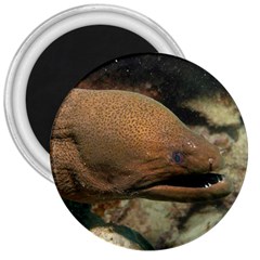 Moray Eel 1 3  Magnets by trendistuff