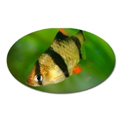 Tiger Barb Oval Magnet by trendistuff