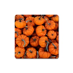 Pumpkins 2 Square Magnet by trendistuff