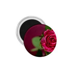 Rose 693152 1920 1 75  Magnets by vintage2030