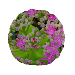 Hot Pink Succulent Sedum With Fleshy Green Leaves Standard 15  Premium Flano Round Cushions by myrubiogarden