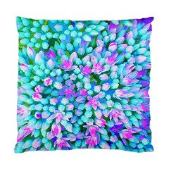 Blue And Hot Pink Succulent Sedum Flowers Detail Standard Cushion Case (one Side) by myrubiogarden