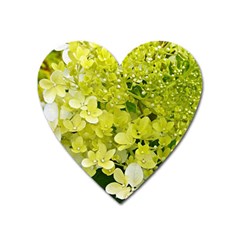 Elegant Chartreuse Green Limelight Hydrangea Macro Heart Magnet by myrubiogarden