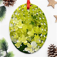 Elegant Chartreuse Green Limelight Hydrangea Macro Ornament (oval Filigree) by myrubiogarden