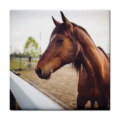 Arabian Horse Tile Coasters by WensdaiAmbrose