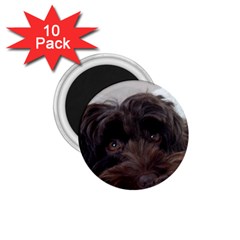 Laying In Dog Bed 1 75  Magnets (10 Pack)  by pauchesstore