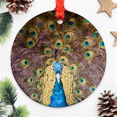 Peacock Feather Peacock Feather Round Ornament (two Sides) by Pakrebo