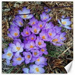 Signs Of Spring Purple Crocua Canvas 12  X 12  by Riverwoman