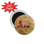 Squirrel 1.75  Magnets (100 pack)  Front