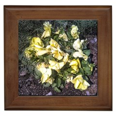 April Pansies Framed Tiles by Riverwoman