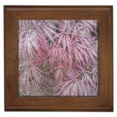 Fineleaf Japanese Maple In April Framed Tiles by Riverwoman