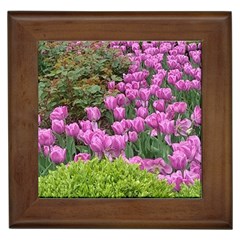 Late April Purple Tulip Framed Tiles by Riverwoman