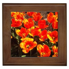 Orange Tulips At The Commons Framed Tiles by Riverwoman