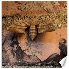 Night Moth Canvas 12  X 12  by Riverwoman