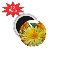 Daisies Flowers Yellow Arrangement 1 75  Magnets (10 Pack)  by Pakrebo