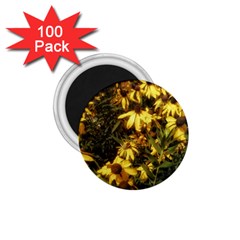 Echinacea Paradoxa 1 75  Magnets (100 Pack)  by Riverwoman