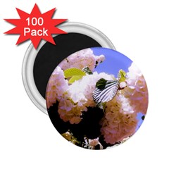 Pink Snowball Branch 2 25  Magnets (100 Pack)  by okhismakingart