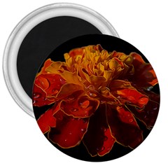 Marigold On Black 3  Magnets by MichaelMoriartyPhotography