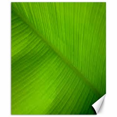 Banana Leaf Canvas 8  X 10  by artworkshop