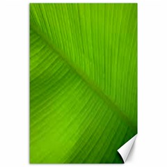 Banana Leaf Canvas 24  X 36  by artworkshop