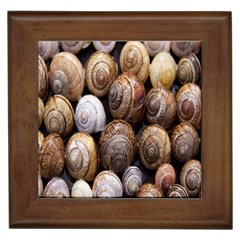 Snail Shells Pattern Arianta Arbustorum Framed Tile by artworkshop