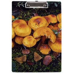 Orange Mushrooms In Patagonia Forest, Ushuaia, Argentina A4 Acrylic Clipboard by dflcprintsclothing