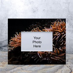 Sea Anemone Coral Underwater Ocean Sea Water White Tabletop Photo Frame 4 x6  by pakminggu