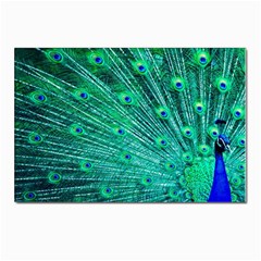 Green And Blue Peafowl Peacock Animal Color Brightly Colored Postcards 5  X 7  (pkg Of 10) by uniart180623