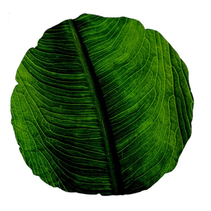 Green-leaf-plant-freshness-color Large 18  Premium Flano Round Cushions