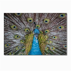 Peacock-feathers2 Postcards 5  X 7  (pkg Of 10) by nateshop