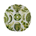 Algae Green Algae Chlorophyceae Standard 15  Premium Flano Round Cushions Back