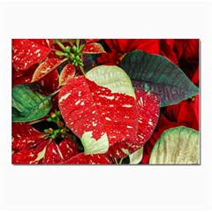 Poinsettia Christmas Star Plant Postcard 4 x 6  (pkg Of 10) by Sarkoni