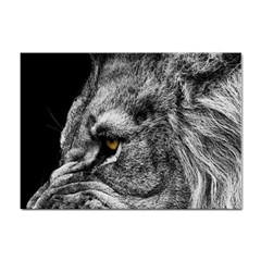 Angry Male Lion Roar Wild Animal Sticker A4 (100 Pack) by Cendanart