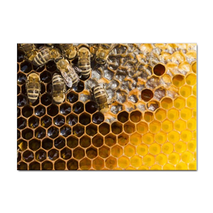 Honeycomb With Bees Sticker A4 (100 pack)