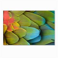 Parrot Feathers Texture Feathers Backgrounds Postcards 5  X 7  (pkg Of 10) by nateshop