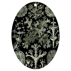 Weave Haeckel Lichenes Photobionten Uv Print Acrylic Ornament Oval by Cemarart