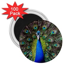 Peacock Bird Feathers Pheasant Nature Animal Texture Pattern 2 25  Magnets (100 Pack)  by Bedest