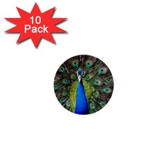 Peacock Bird Feathers Pheasant Nature Animal Texture Pattern 1  Mini Buttons (10 Pack)  by Bedest