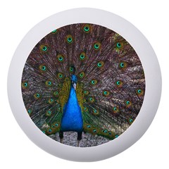 Bird Peacock Feathers Dento Box With Mirror by Perong