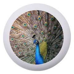 Peacock Bird Animal Peafowl Dento Box With Mirror by Perong