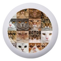 Breeds Of Cats Collage Dento Box With Mirror by kyorashop23