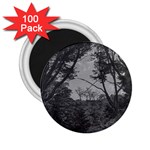 Patagonia Forest, Nahuel Huapi National Park, Rio Negro, Argentina 2.25  Magnets (100 pack)  Front